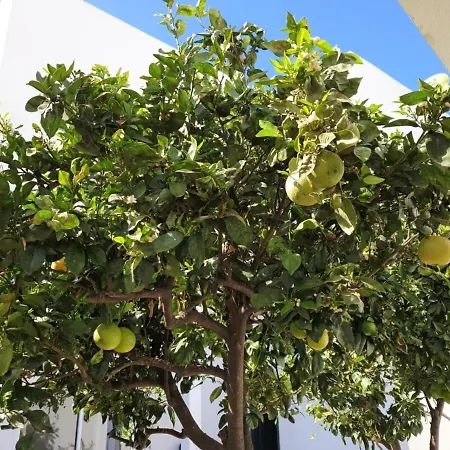 Διαμέρισμα In Arico Arico el Nuevo